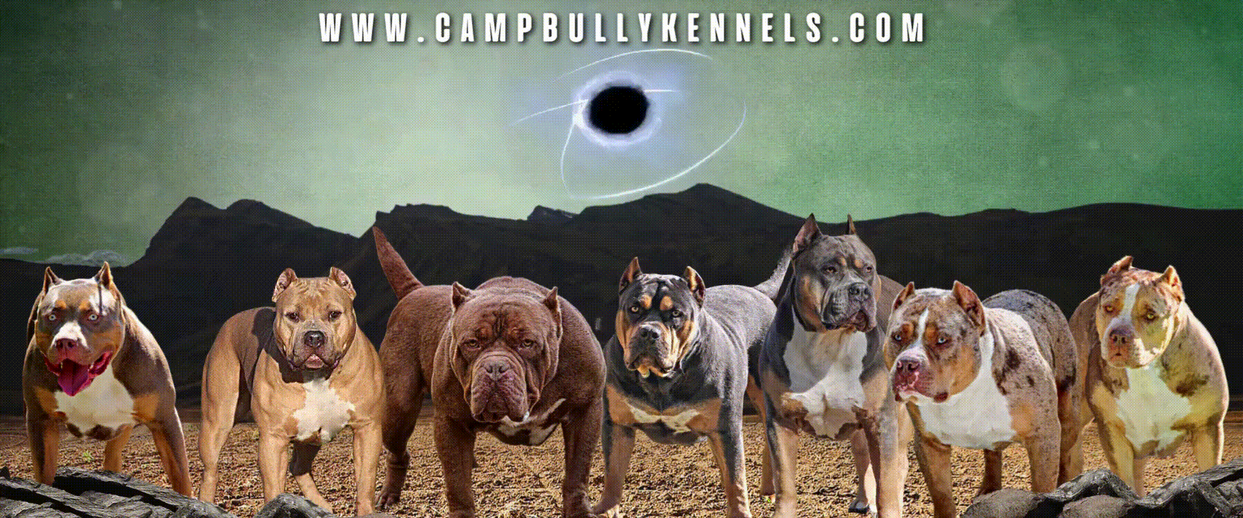 campbullykennels.com website banner american bully xl dogs