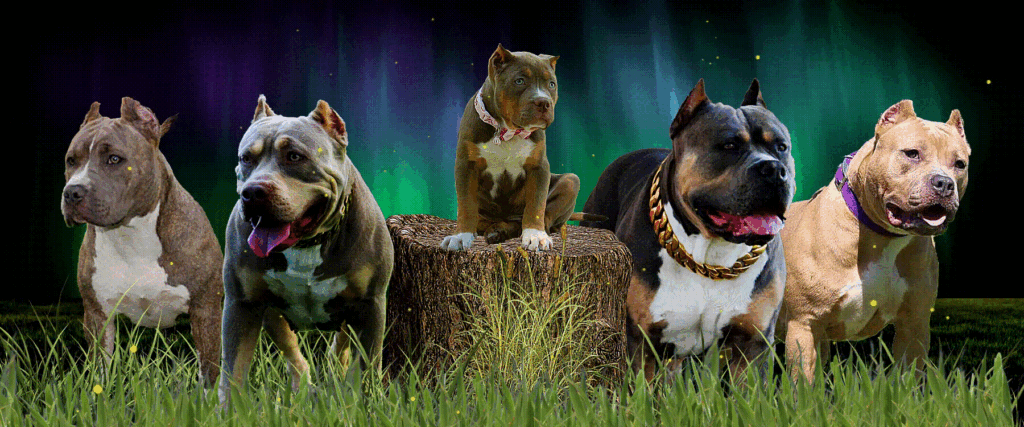 5 dogs american bully xl photo grassy outside sky stars