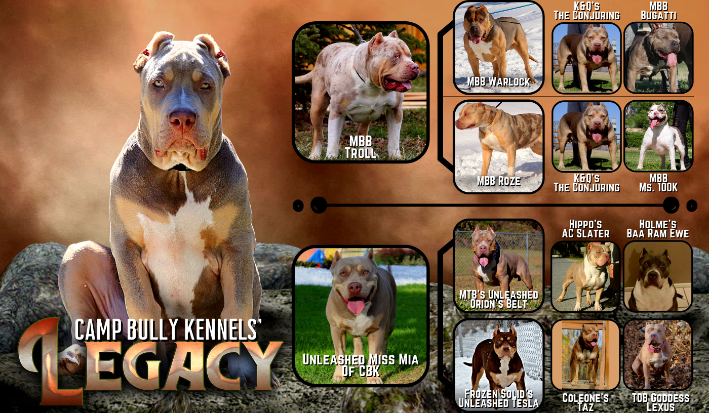 Xl American bully puppies text banner legacy ped campbullykennels