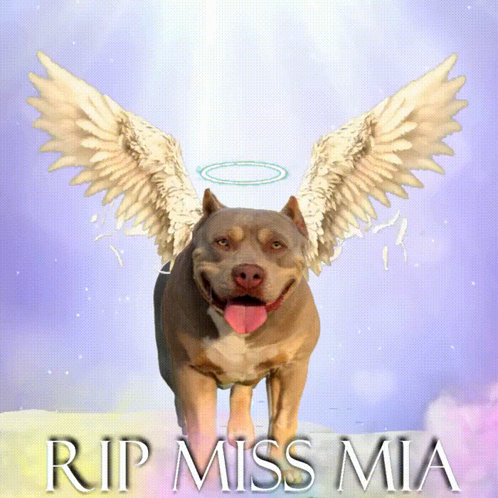 Xl American Bully Angel wings halo words text rip miss mia heaven