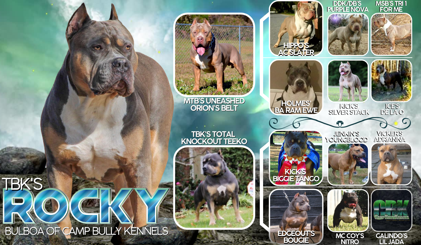 Banner text Title Rocky XL American Bully Stud