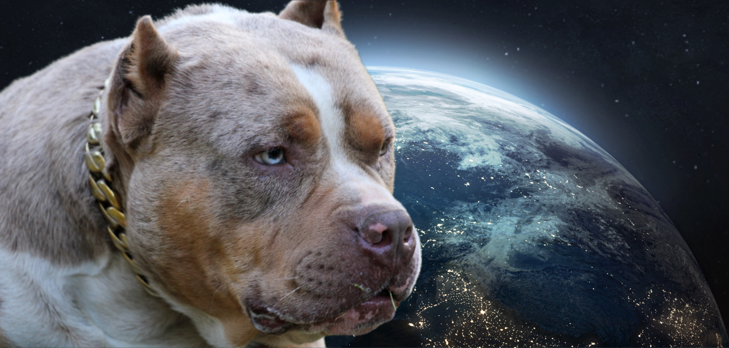 american bully xl head face closeup earth background outer space