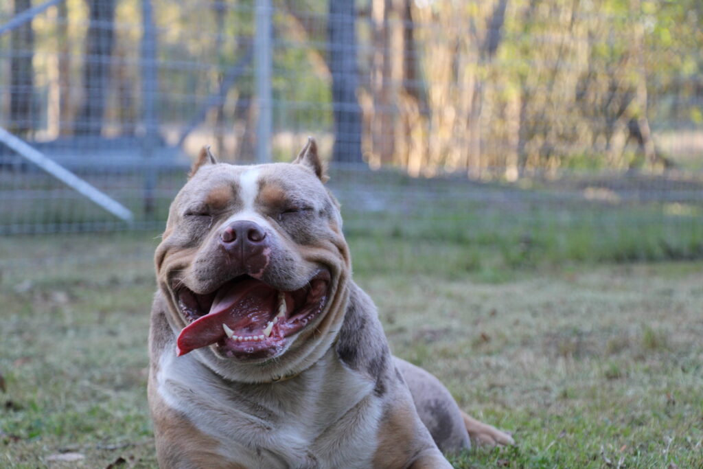 XL American Bully mouth open outdoors