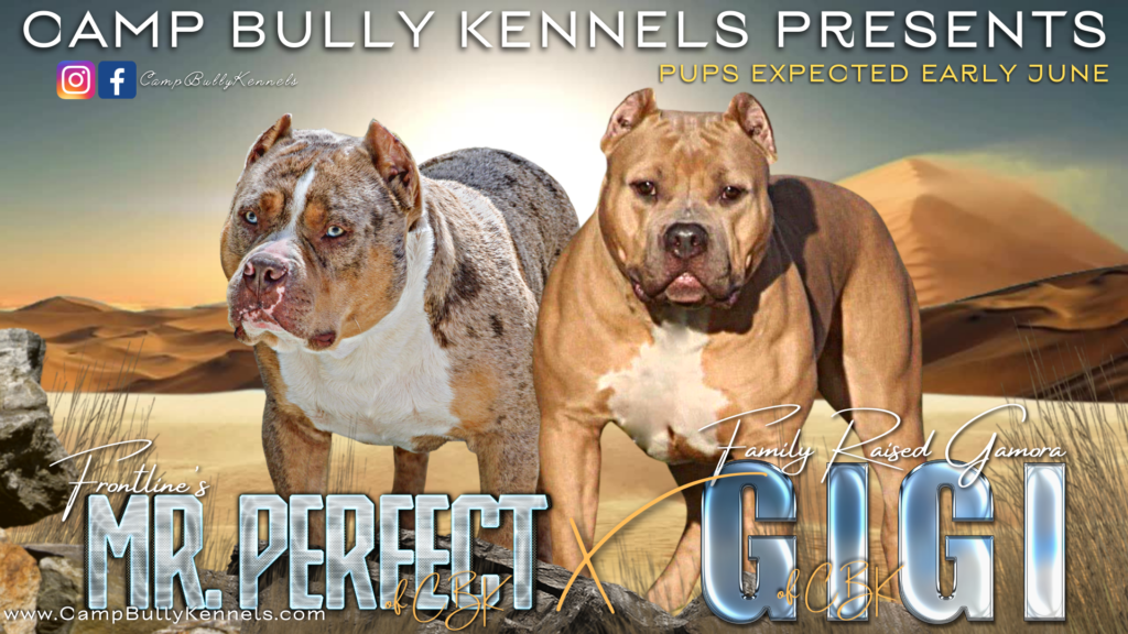 camp bully kennels Mr. Perfect gigi banner graphic title dogs american bullies xl