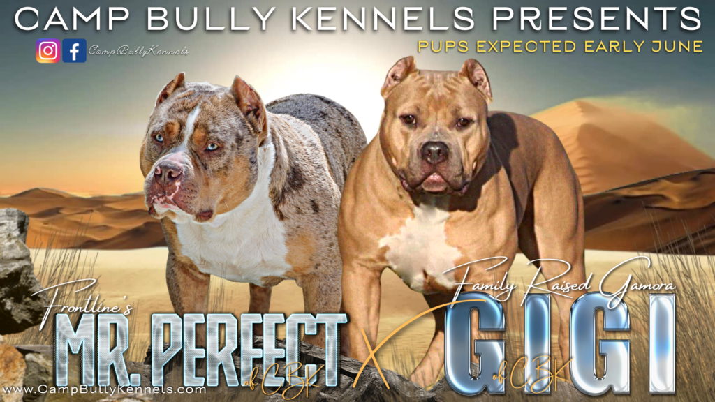 NorthEast Bully Reunion 3 – THE AMERICAN BULLY KENNEL CLUB