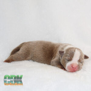 small american bully puppy sleeping on blanket