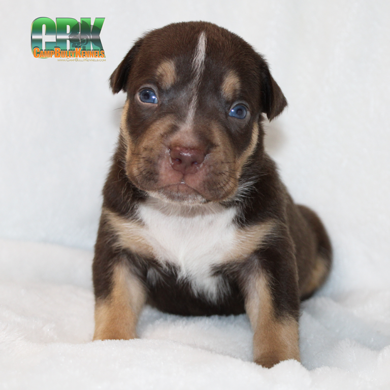 XL American Bully Puppies Camp Bully Kennels Charleston