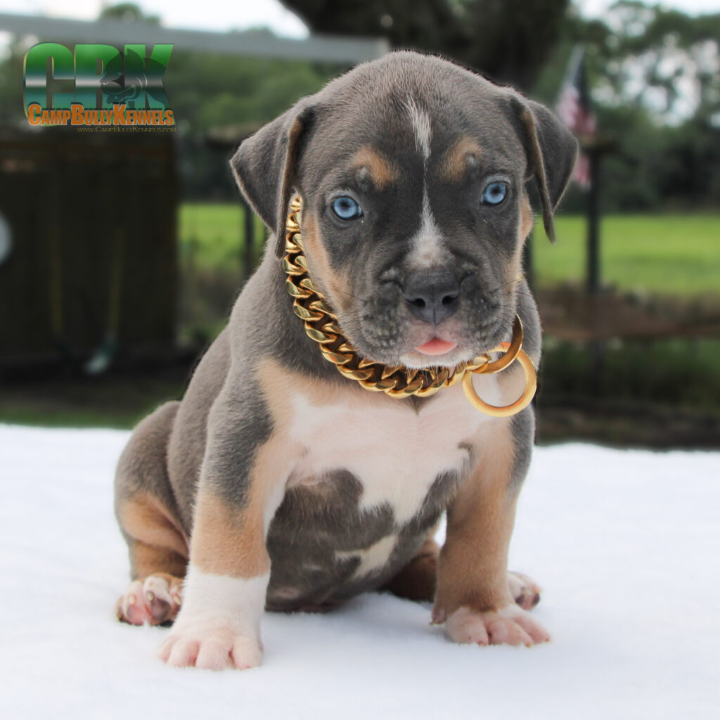 American bully xl puppy chain collar outdoors