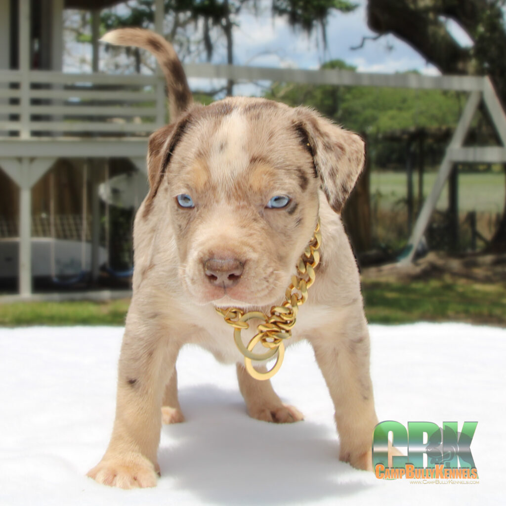 CBK american bully dog xl brown puppy outdoors standing