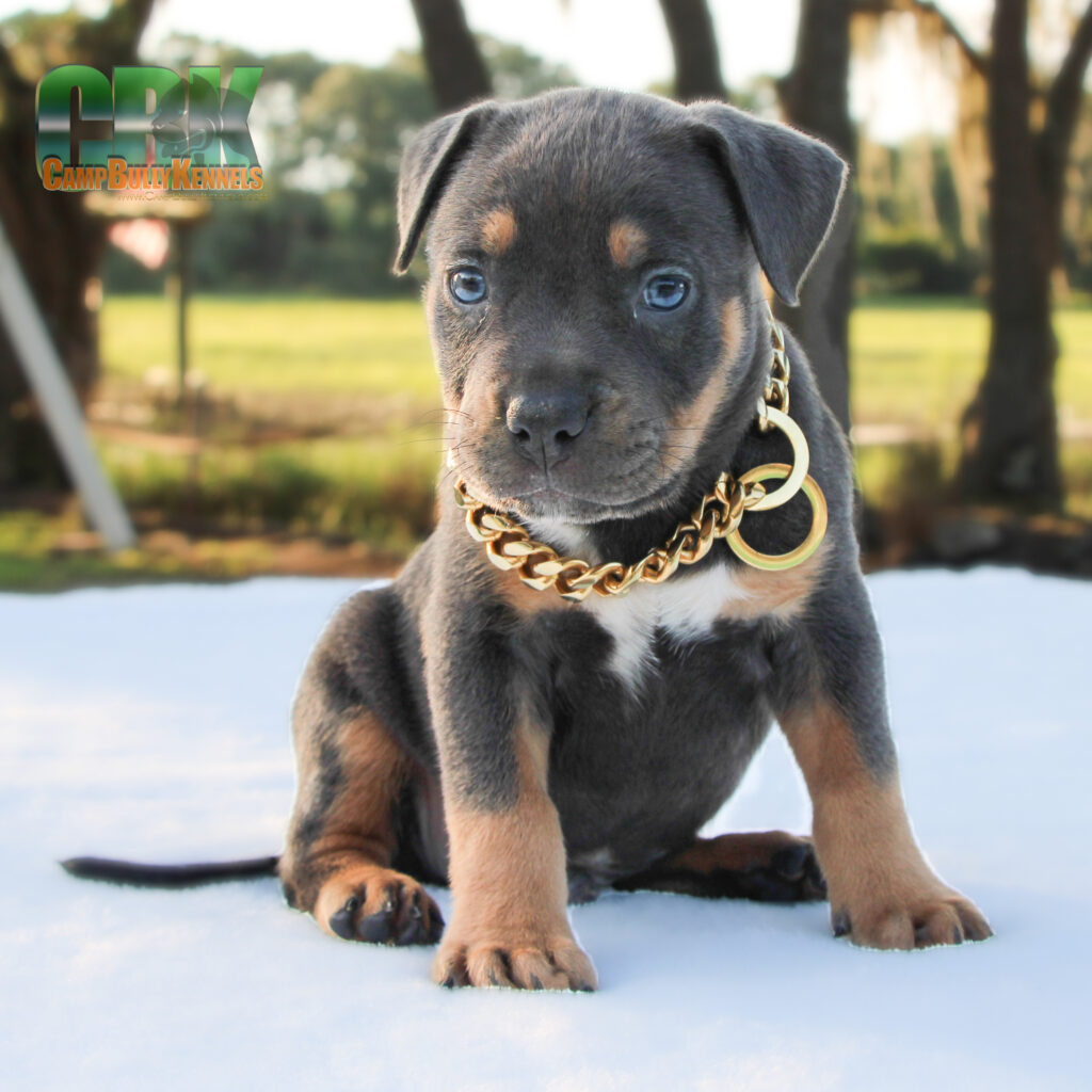 American bully xl puppy chain collar outdoors