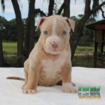 american bully puppy sitting outside on blanket
