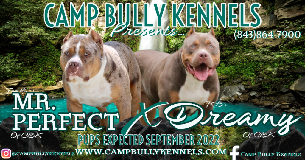 2 dogs american bullies mr. perfect text banner