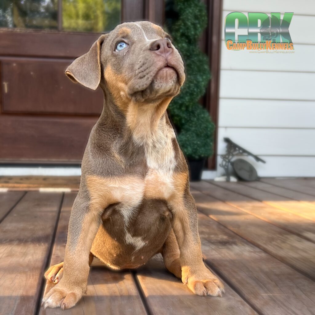 american bully xl puppy on porch planks outdoors deck