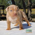 xl bully pup for sale