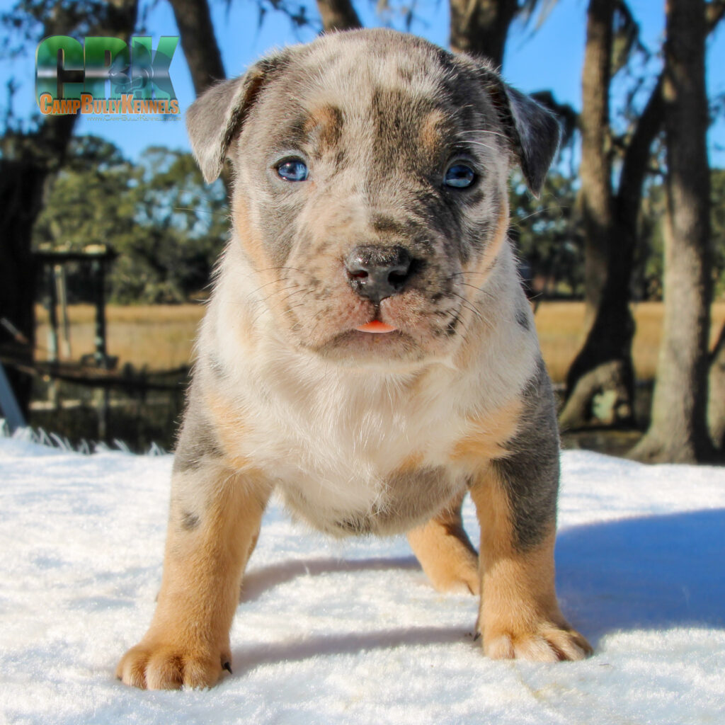 BLUE TRI MERLE