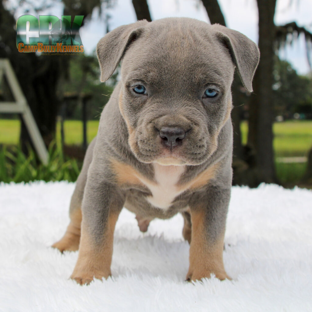 blue tri xl bully puppy