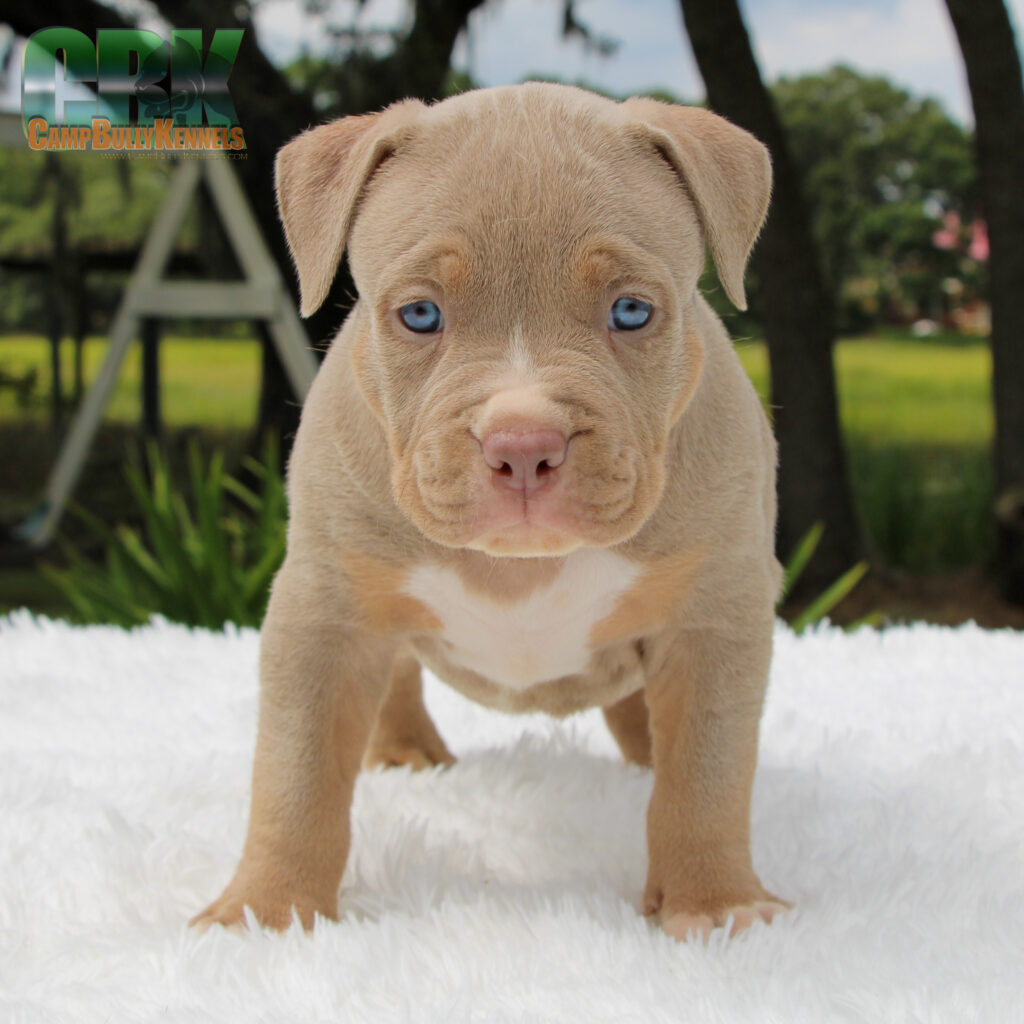 lilac tri xl bully for sale