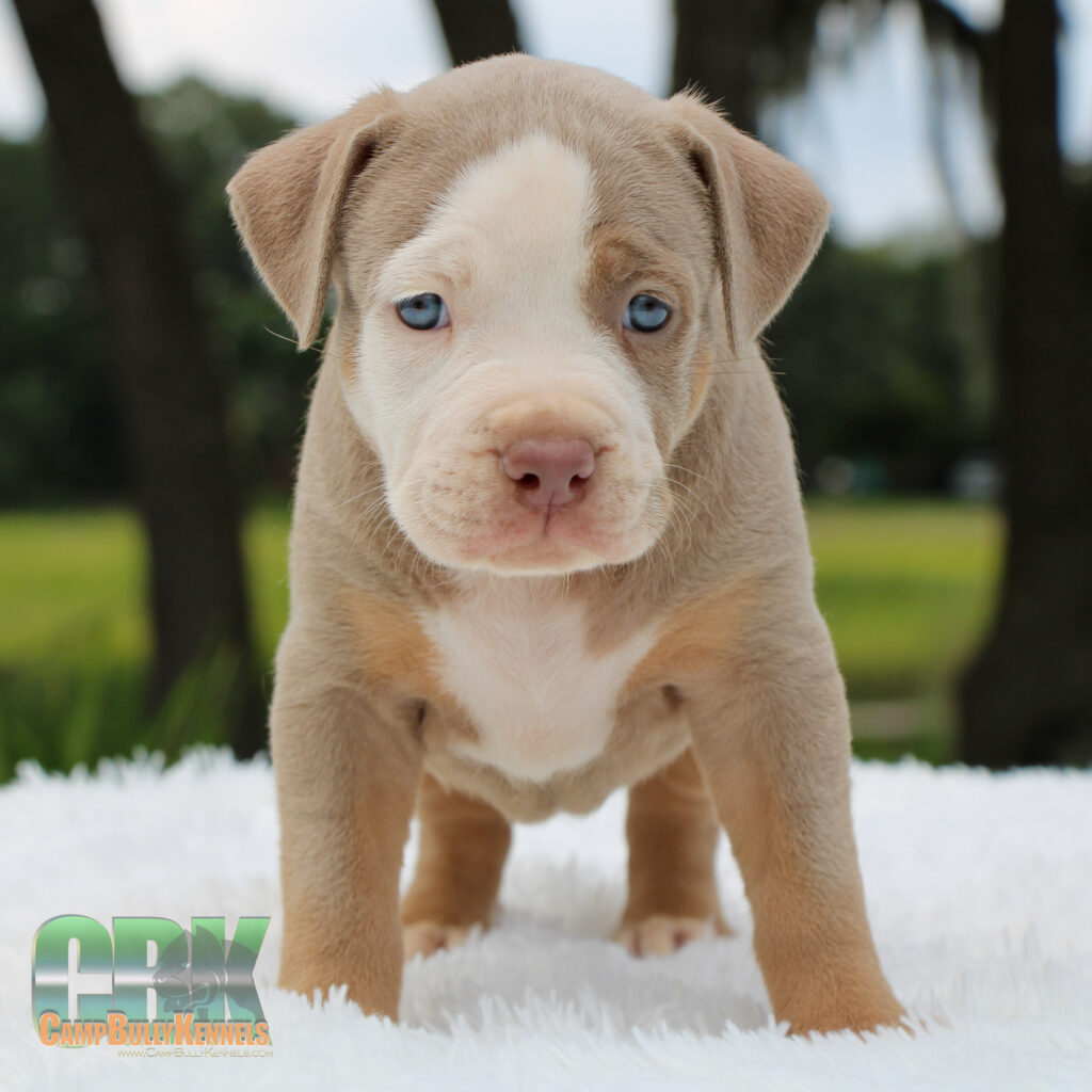 lilac tri xl bully for sale