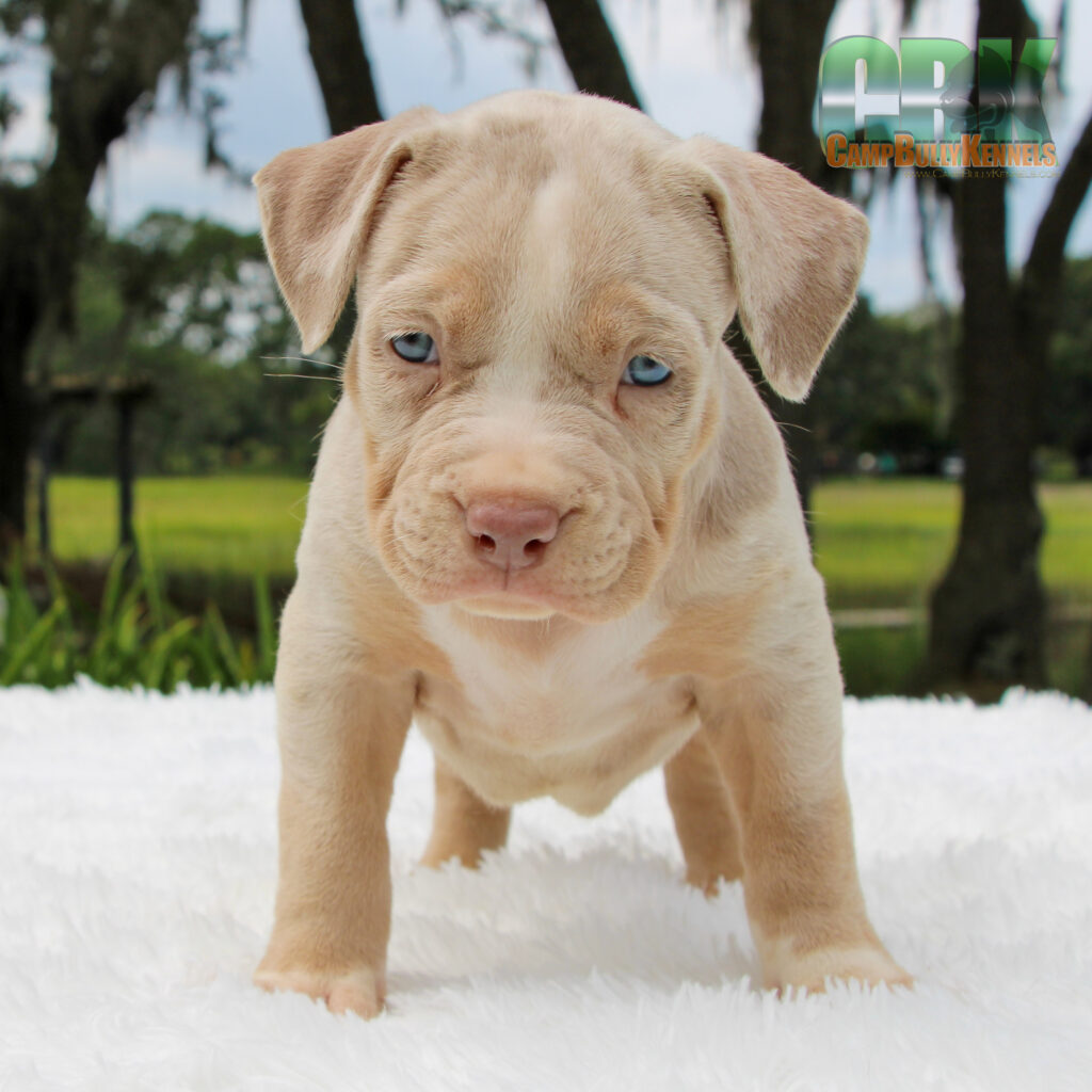 lilac tri merle bully puppy