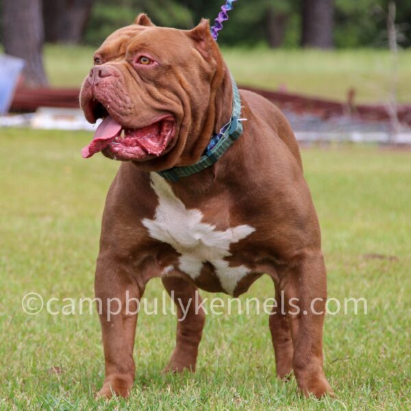 chocolate xl bully stud