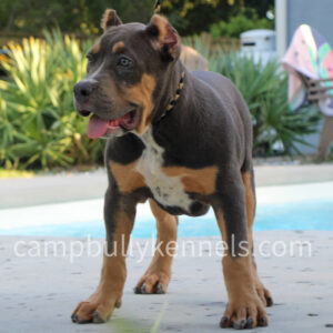 xl bully puppy for sale