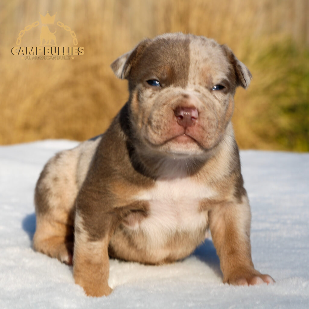 MALE - LILAC TRI MERLE