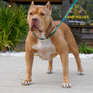 09684E83-325F-485C-91A2-7D82B8E3D1A7