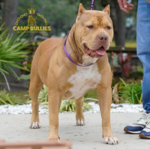 10E98CCC-9D63-46D8-A05C-98BAC5C4C53B