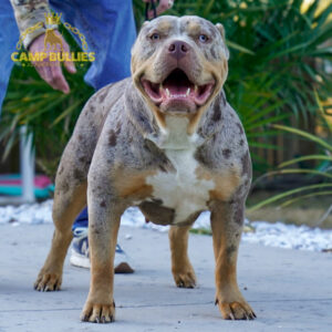 303A3F94-E8BA-42A8-822A-1C87D9C9C303