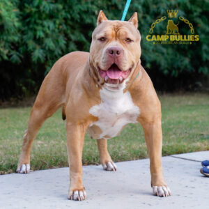 A9557780-429D-4880-BBED-098F739E6988