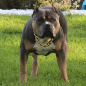 XL American Bully Dog Outside in Grass