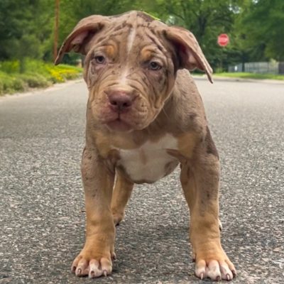 10ACC571-E3CC-4B23-91B7-BEE6511E4C32 Chocolate tri merle - zircon