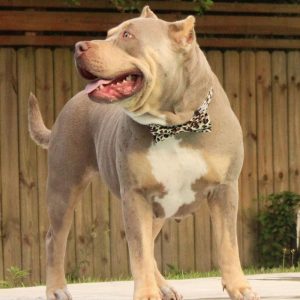 XL American Bully Dog Standing outside looking left