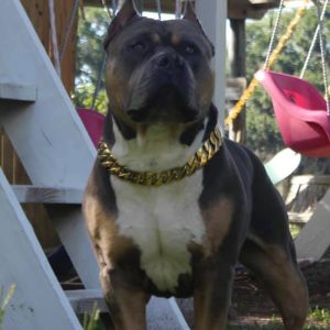 XL American Bully Sitting in house by stairs