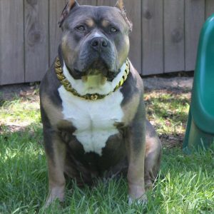 Xl American bully standing outside in grass yard