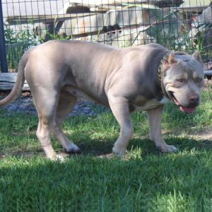 XL American Bully standing outside in grassy yard area