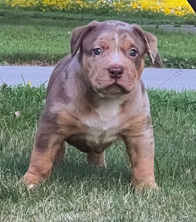 2F2AE7FA-41AA-4163-9F85-64BF35027E23 Onyx - Choc Tri Merle male