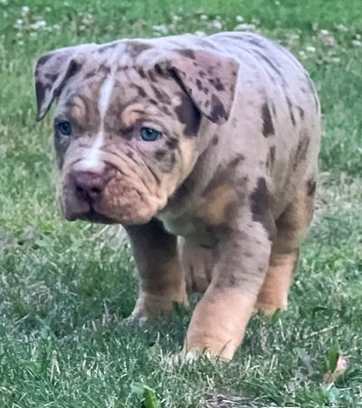 378C3CBD-4570-4EE3-8450-B4AE3F32ED50 Zircon - choc tri merle male