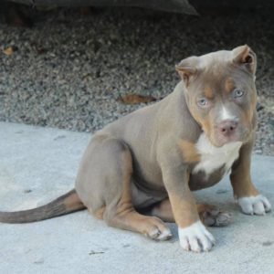 xl american bully puppy sitting on ground outside