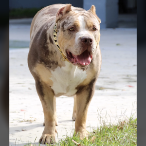 American Bully Dog Outside on pavement by grass