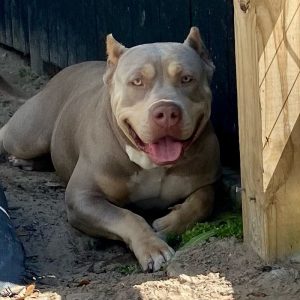 xl american bully lying down on ground outside