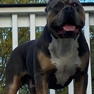xl american bully standing outside