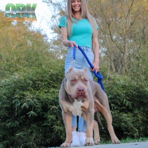 girl and her xl lilac tri american bully