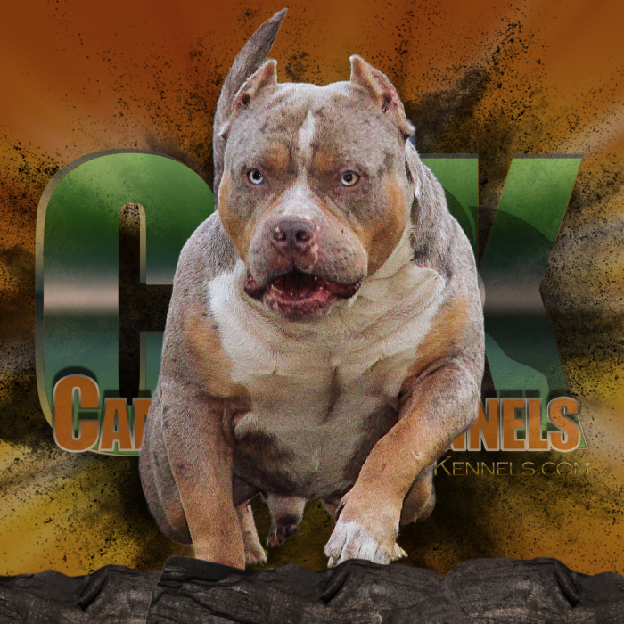 Caona Bully Kennels 2023, XL American Bully Puppies