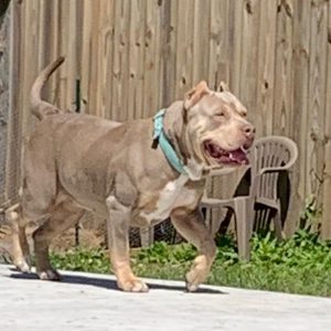xl american bullies standing outside in grass by wooden fence