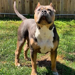 XL American Bully standing outside in grass yard