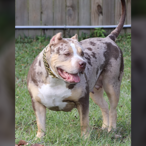 american bully pup outside wooden fence grass