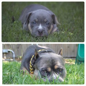 xl american bully puppy split photo lying in grass yard outside outdoors