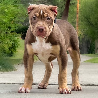 77BA40EF-C723-421A-9DB3-C009656F9E11 Chocolate Tri - Ruby