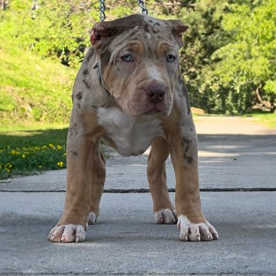 837ADA60-C9E9-4058-AA26-E08C126D4DB4 Chocolate Tri Merle - Sapphire